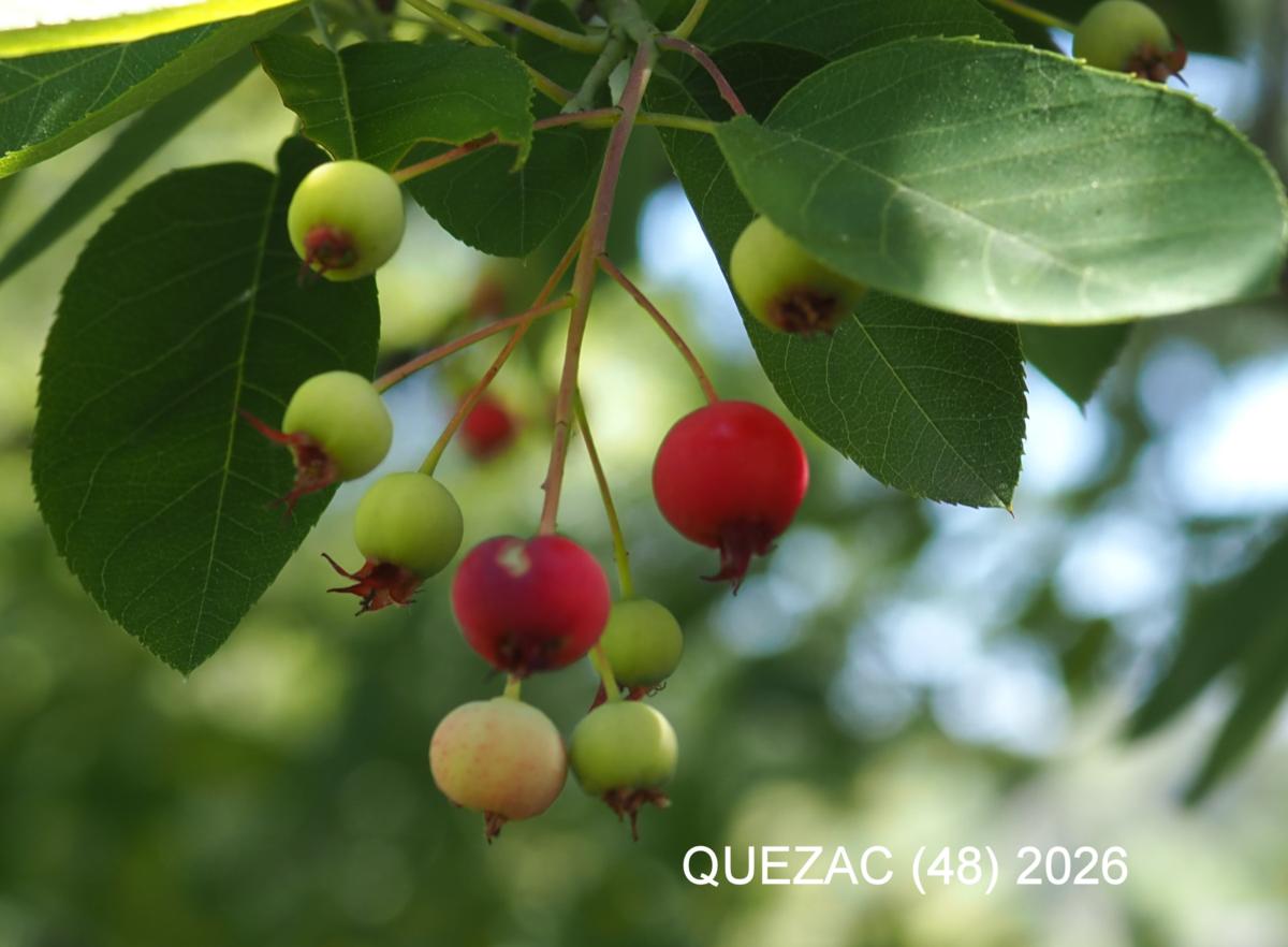 June Berry, Serviceberry fruit
